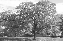 three_trails_parents_without_partners001001.gif